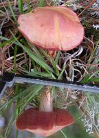 Boletus rubinellus, here the top of the cap and the pore surface underneath shows with a mirror as it grows in its normal habitat.
